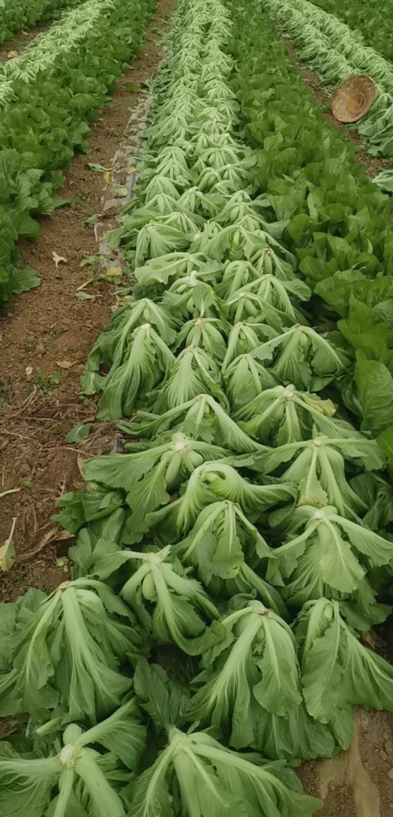 广西横县芥菜包芥菜大量上市，欢迎全国各地老板前来采购