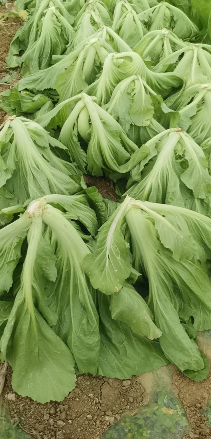 广西横县芥菜包芥菜大量上市，欢迎全国各地老板前来采购