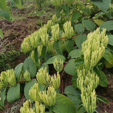 湘蕾金银花苗，正宗花王，大把抓，管理简单又方便