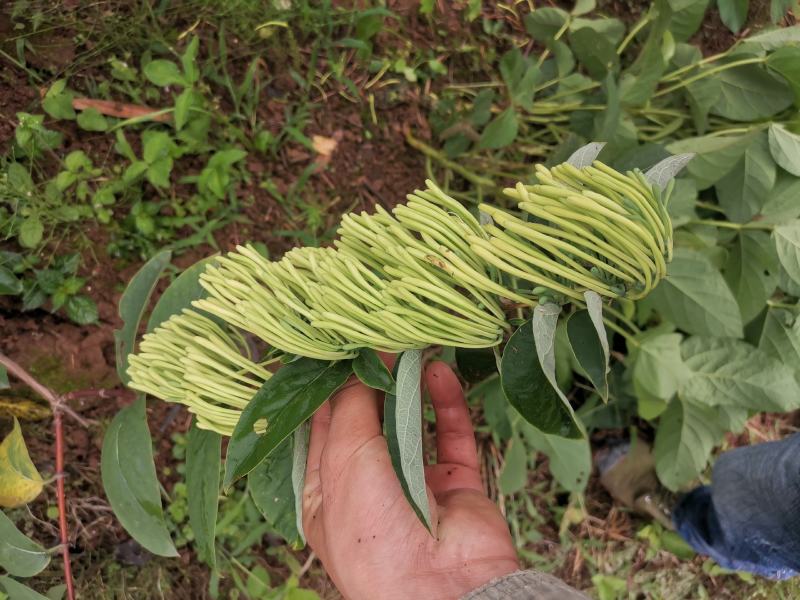 湘蕾金银花苗，正宗花王，大把抓，管理简单又方便