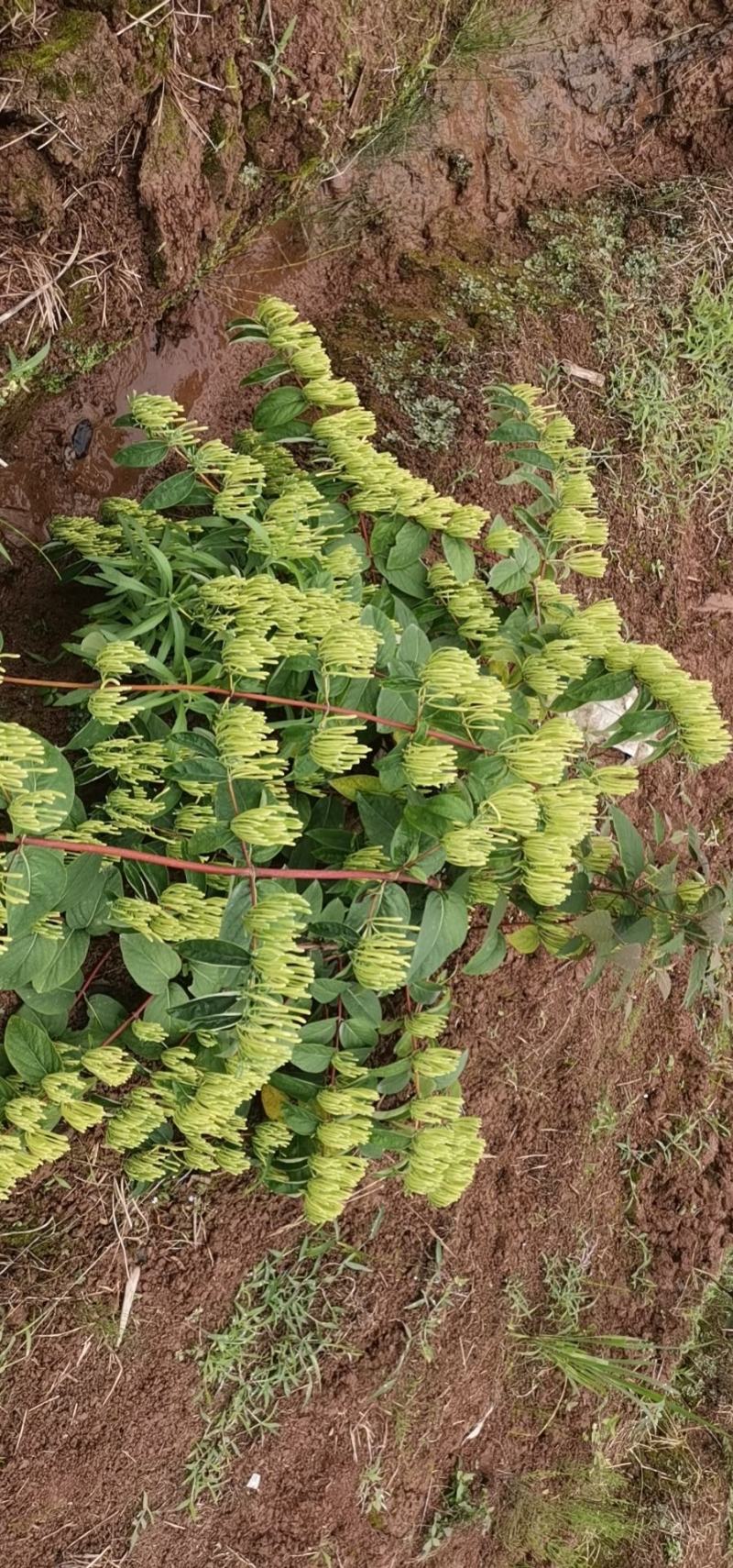 湘蕾金银花苗，正宗花王，大把抓，管理简单又方便
