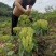 湘蕾金银花苗，正宗花王，大把抓，管理简单又方便