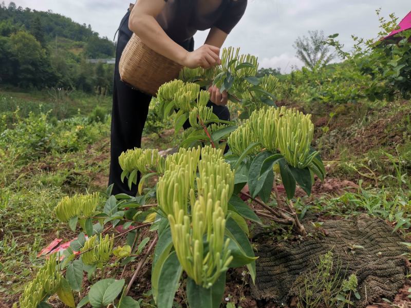 湘蕾金银花苗，正宗花王，大把抓，管理简单又方便
