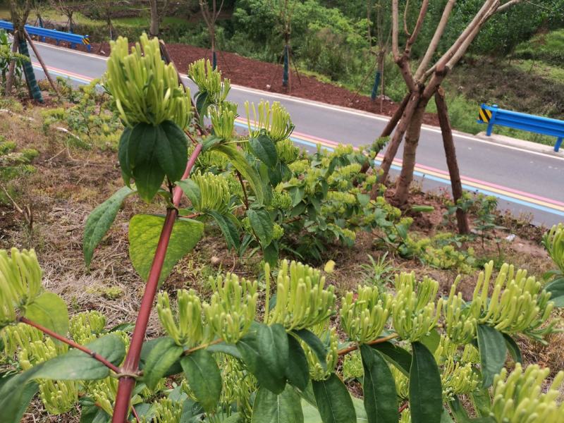 湘蕾金银花苗，正宗花王，大把抓，管理简单又方便