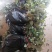 湘蕾金银花苗，正宗花王，大把抓，管理简单又方便
