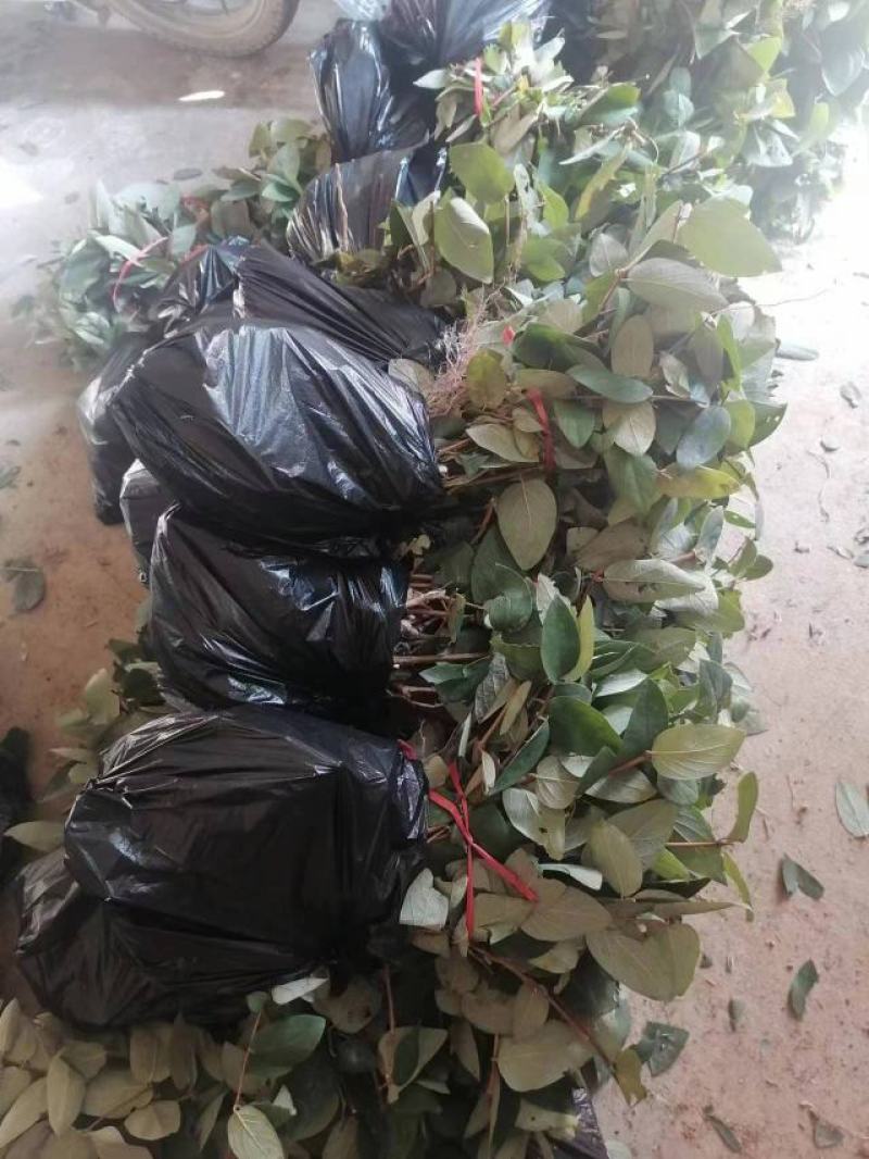 湘蕾金银花苗，正宗花王，大把抓，管理简单又方便