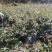 湘蕾金银花苗，正宗花王，大把抓，管理简单又方便