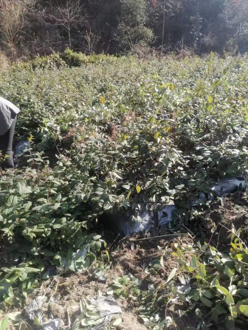 湘蕾金银花苗，正宗花王，大把抓，管理简单又方便