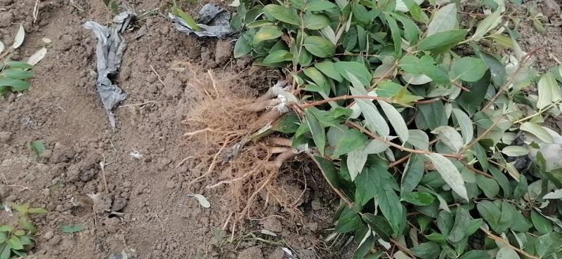 湘蕾金银花苗，正宗花王，大把抓，管理简单又方便