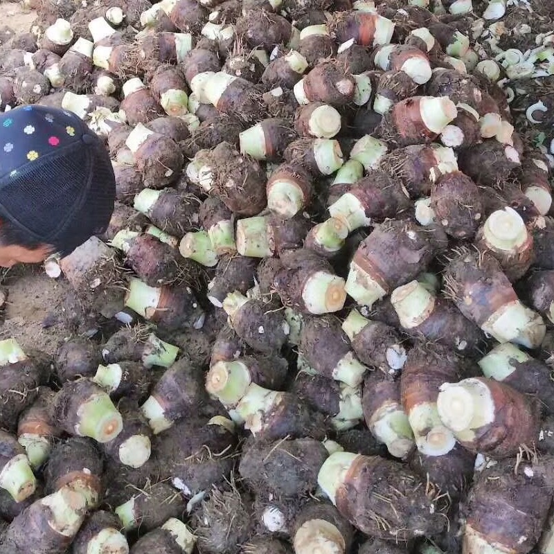 槟榔芋头，个头大，通货走