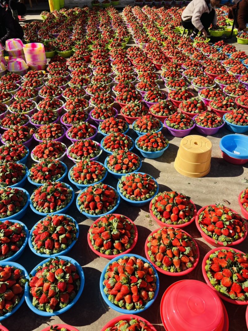 大凉山露天甜草莓🍓