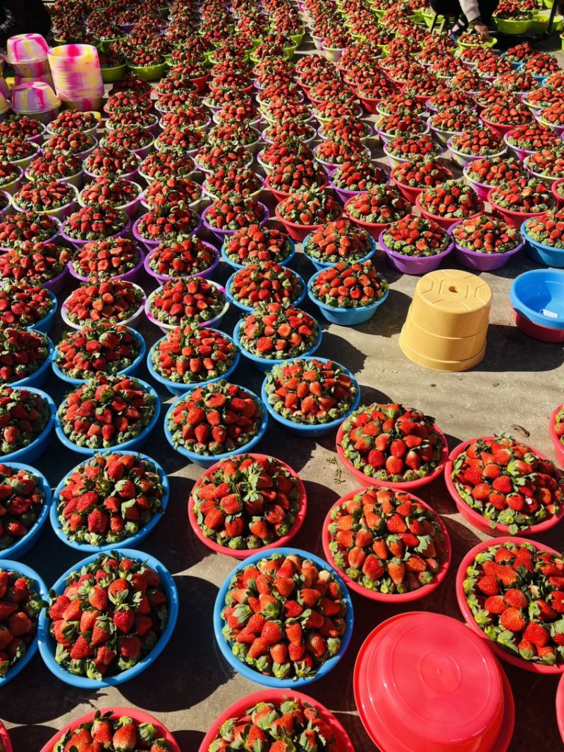 大凉山露天甜草莓🍓