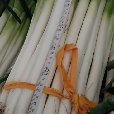 临泉大葱