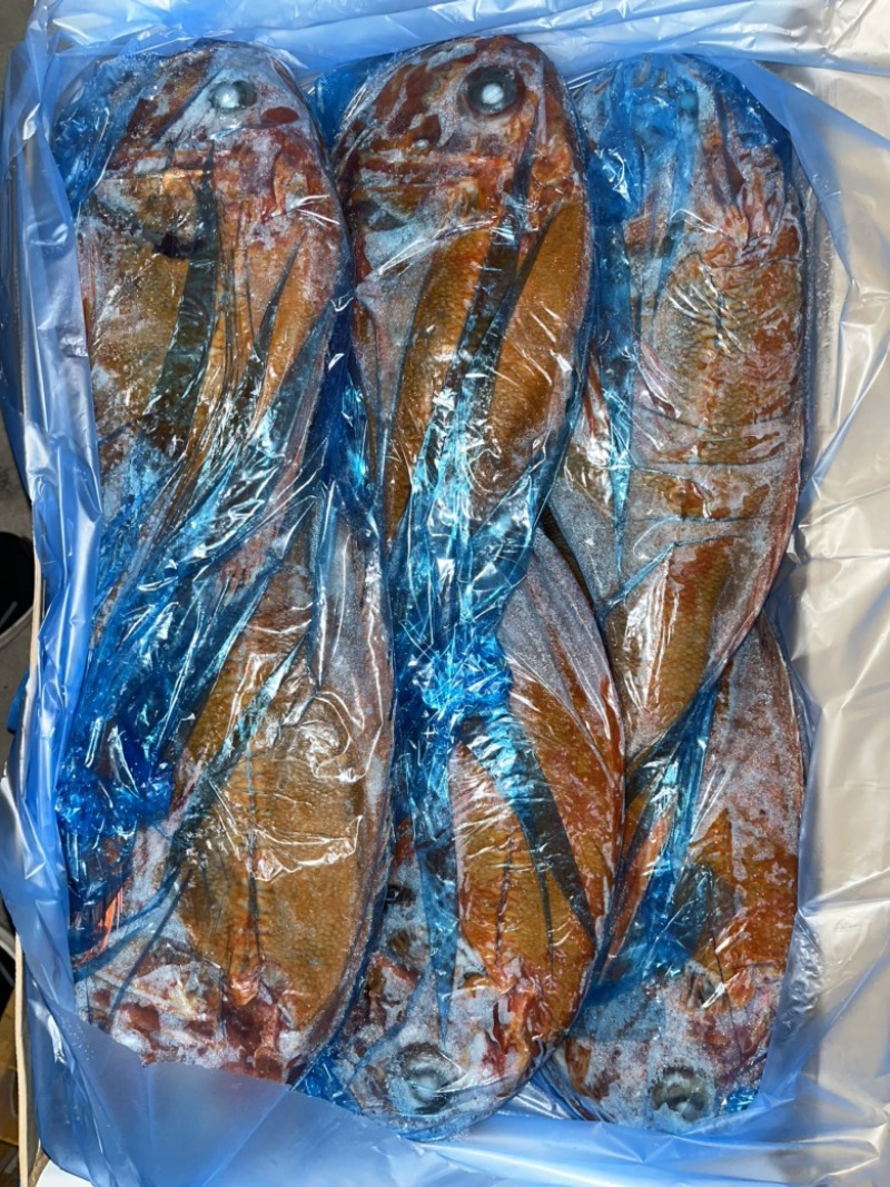 深海长寿鱼。送礼佳品
