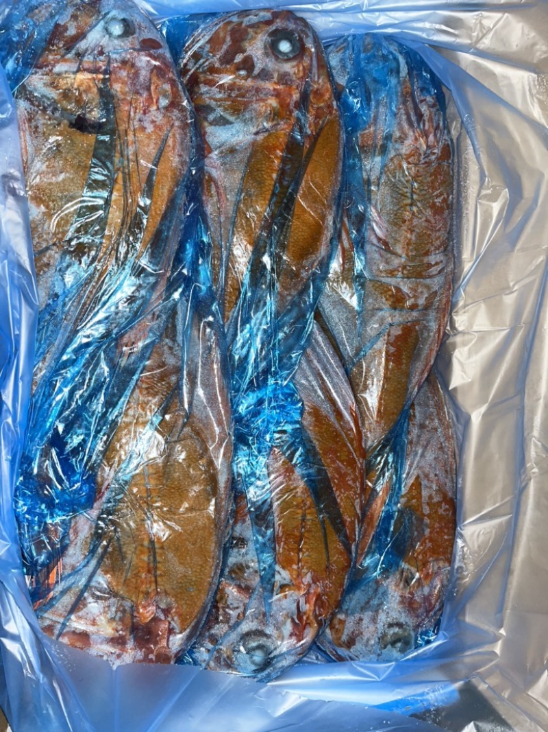 深海长寿鱼。送礼佳品