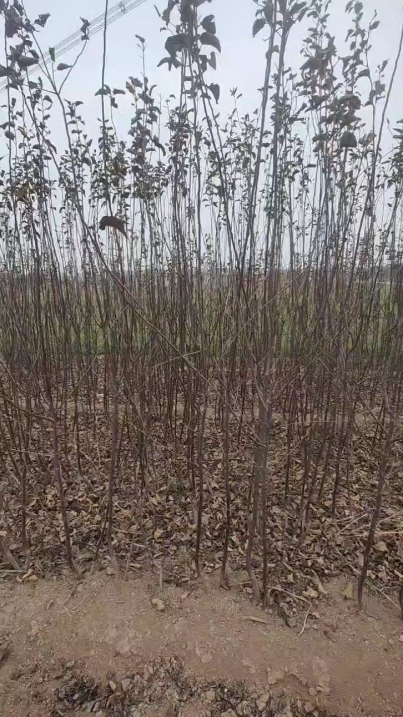 精品苹果苗苹果树苗红富士苹果苗诚信经营价格低