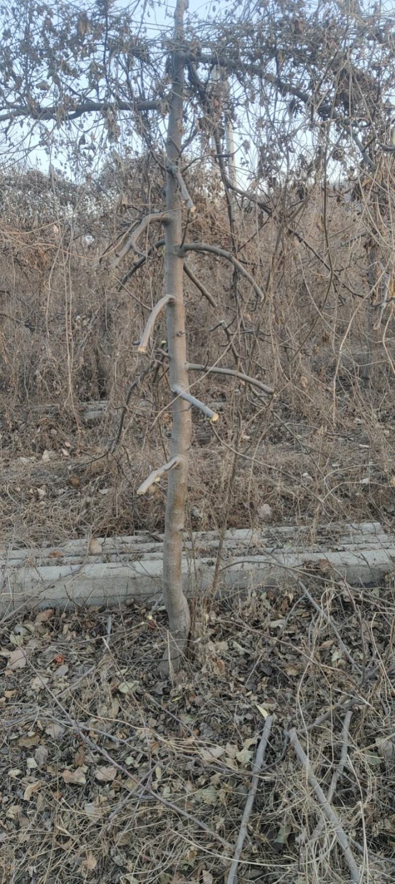 精品苹果苗苹果树苗红富士苹果苗诚信经营价格低