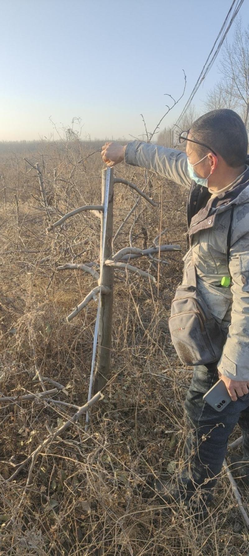 精品苹果苗苹果树苗红富士苹果苗诚信经营价格低