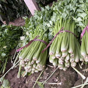 精品暖棚芹菜