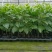 2023年好品种百香果品种钦蜜九号百香果嫁接苗批发啦