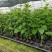 2023年好品种百香果品种钦蜜九号百香果嫁接苗批发啦