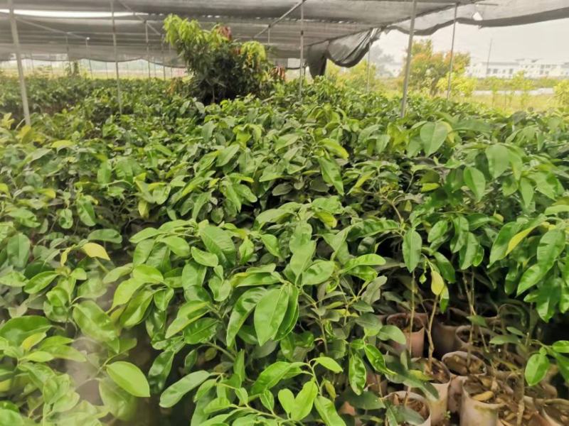 2023年好品种泰国红宝石青柚苗批发啦带叶发货