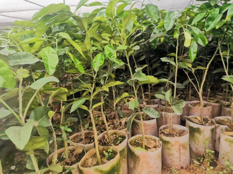 2023年好品种泰国红宝石青柚苗批发啦带叶发货