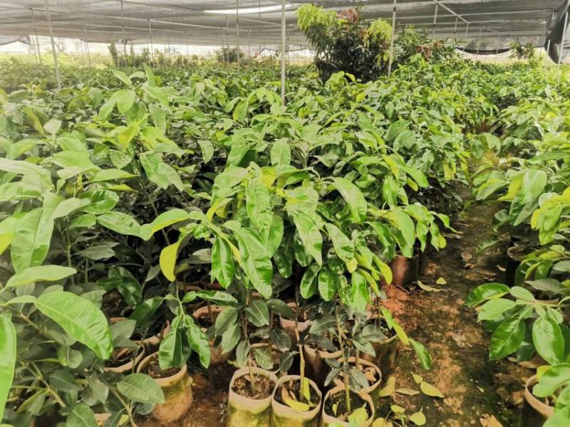 2023年好品种泰国红宝石青柚苗批发啦带叶发货