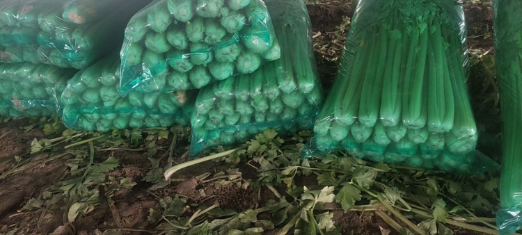 透明塑料盒装的新鲜欧芹叶片与绑成捆的带叶芹菜并排陈列在超市冷鲜柜中,标签清晰可见,分别标有'Parsley'和'Celery'字样,周围有其他绿叶蔬菜 超市货架上的欧芹与芹菜包装特写