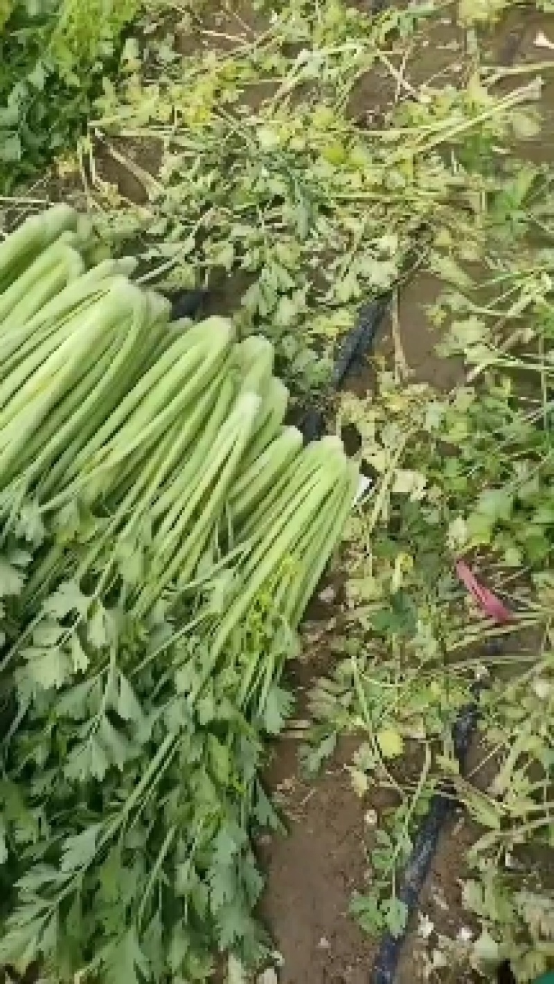 银川西芹