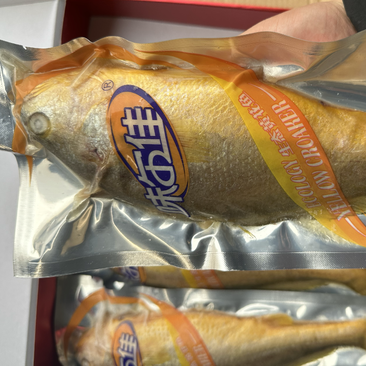 生态黄花鱼500/600规格，活鱼速冻，鲜度好