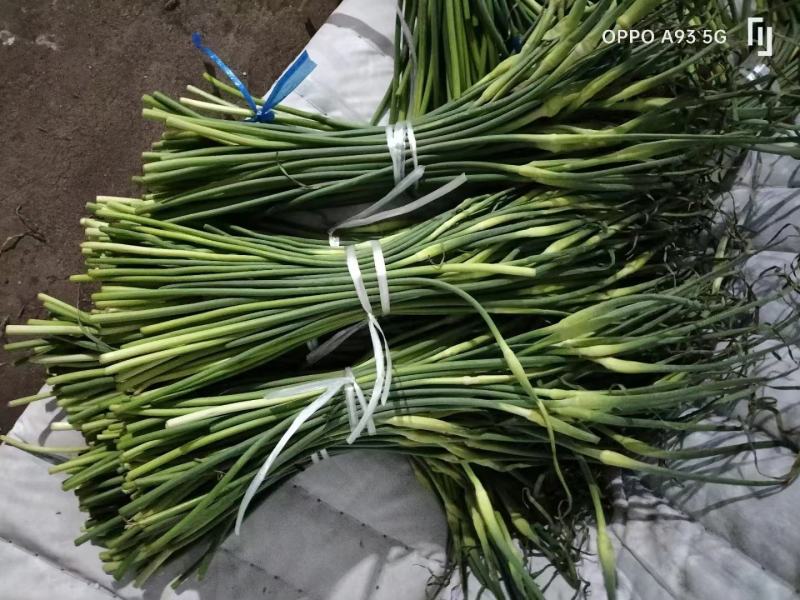 白帽蒜苔加工好精品冷库储存货源充足全国发货保质保量