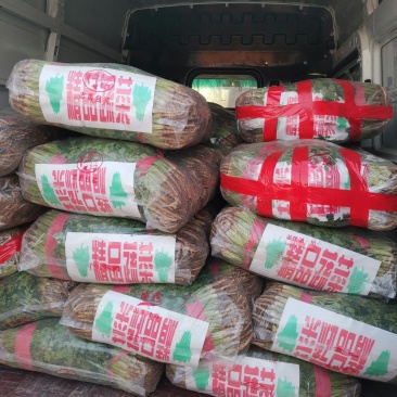 聊城铁杆香菜基地实力代办《精品香菜专业代发》，大量供应，