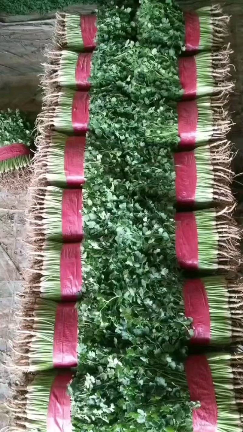 聊城铁杆香菜基地实力代办《精品香菜专业代发》，大量供应，