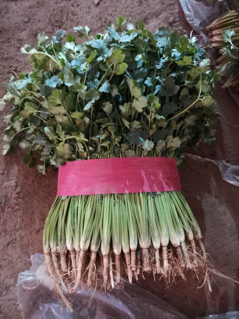 聊城铁杆香菜基地实力代办《精品香菜专业代发》，大量供应，