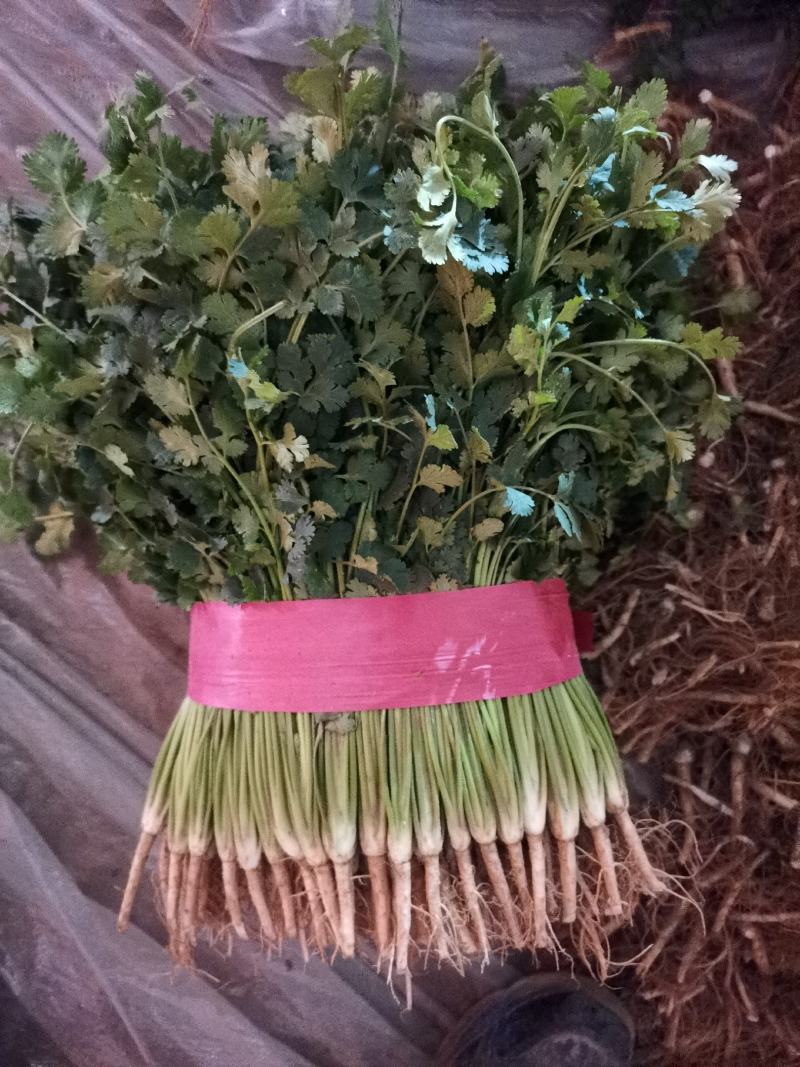 聊城铁杆香菜基地实力代办《精品香菜专业代发》，大量供应，