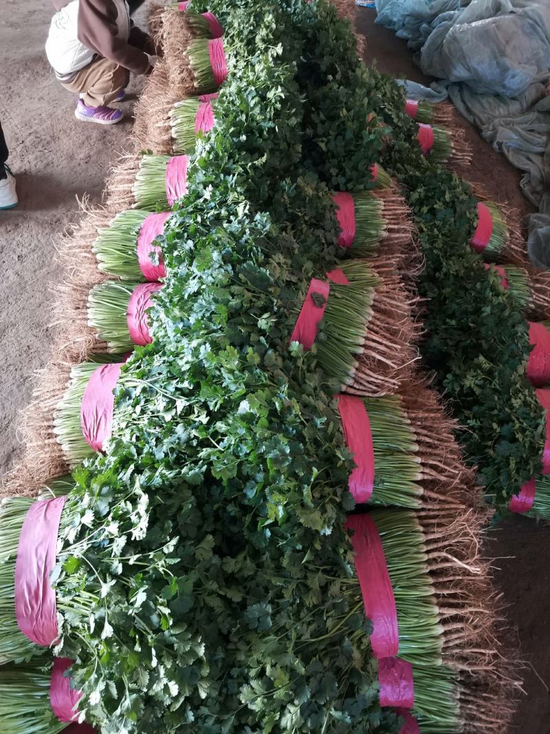 聊城铁杆香菜基地实力代办《精品香菜专业代发》，大量供应，