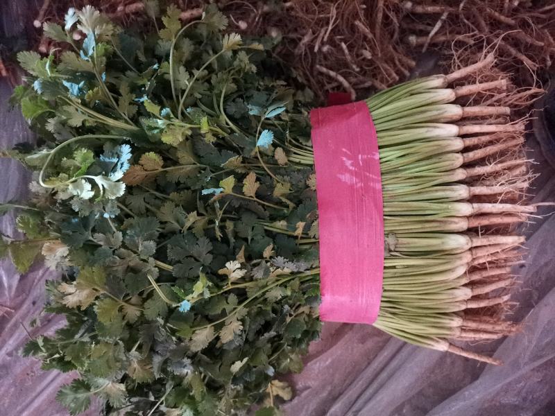 聊城铁杆香菜基地实力代办《精品香菜专业代发》，大量供应，