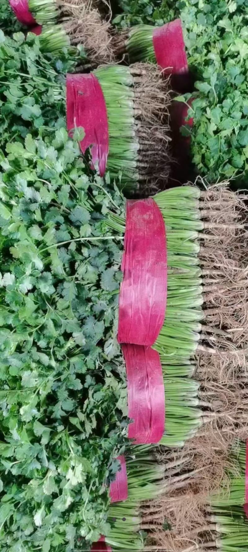 聊城铁杆香菜基地实力代办《精品香菜专业代发》，大量供应，