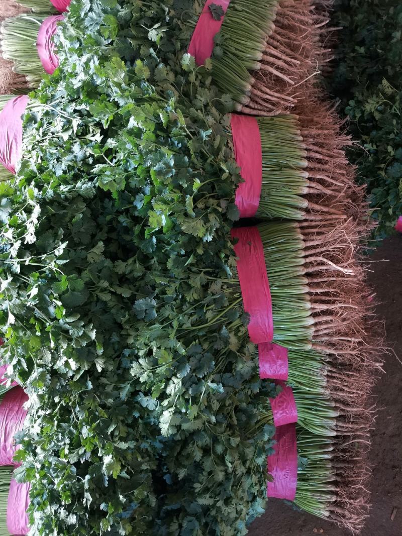 聊城铁杆香菜基地实力代办《精品香菜专业代发》，大量供应，