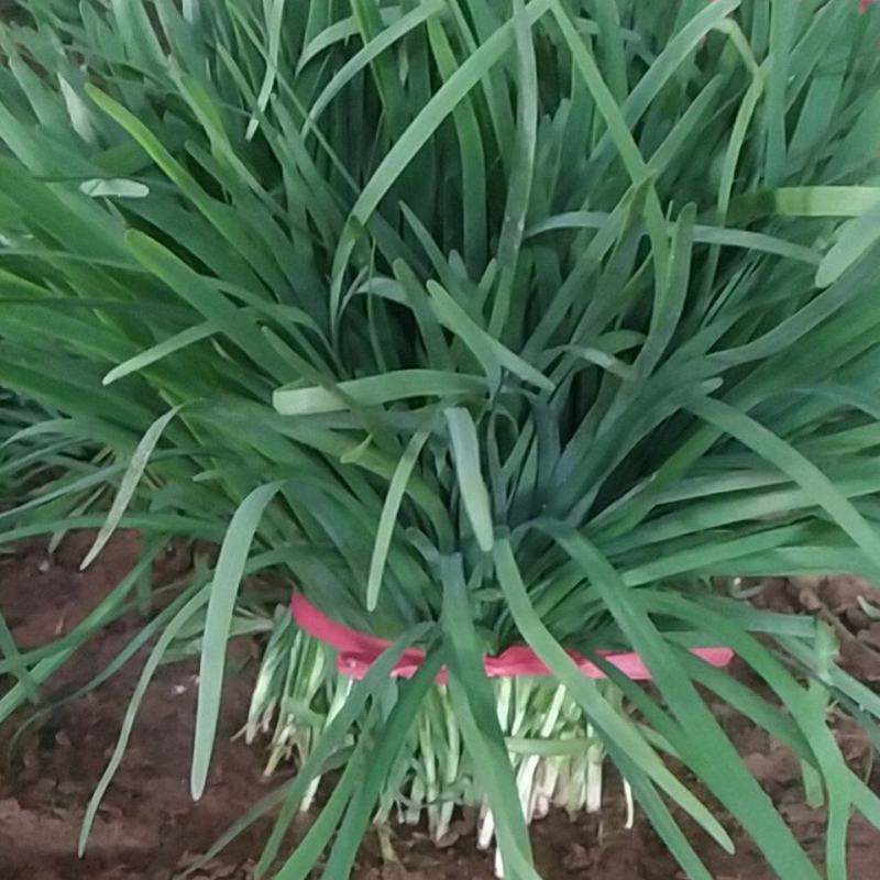 山西绛县大棚韭菜