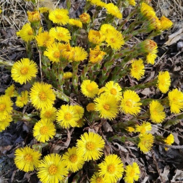 款冬花种根种苗，种植基地现挖现卖，抗病良种，质量保证