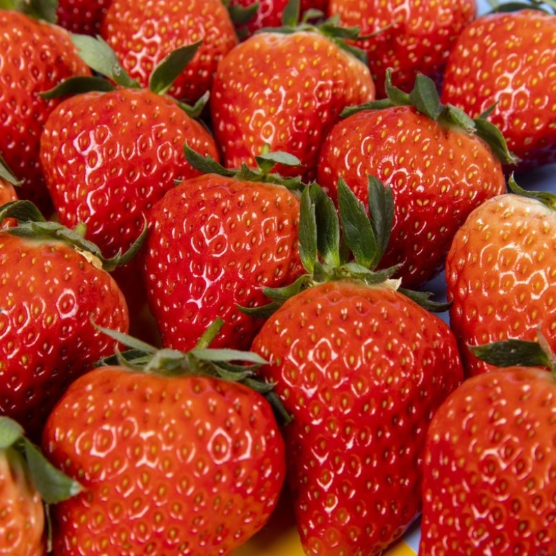 【四川草莓】精品奶油草莓大量上市中，现摘现发价格优惠