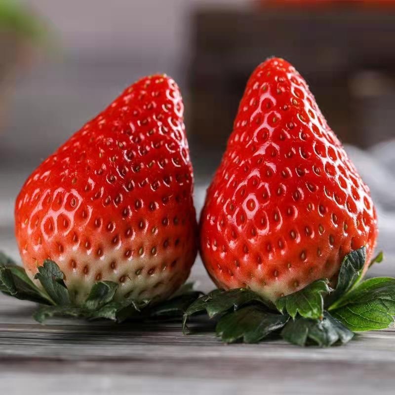 【四川草莓】精品奶油草莓大量上市中，现摘现发价格优惠