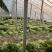 精品暖棚芹菜腊月20最新行情0.3