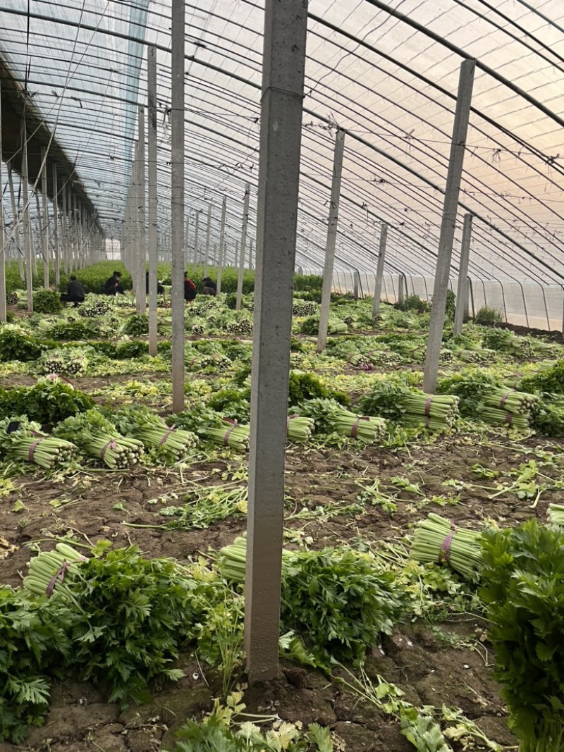精品暖棚芹菜腊月20最新行情0.3