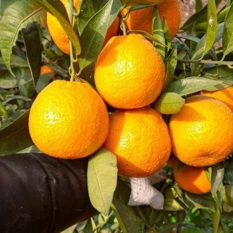优质黄果柑大量上市量大价优欢迎咨询下单