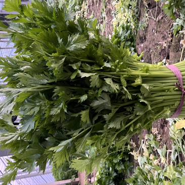 精品暖棚芹菜腊月20最新行情0.3