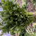 精品暖棚芹菜腊月20最新行情0.3