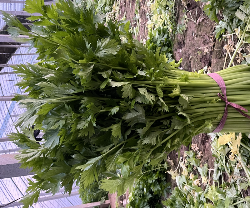 精品暖棚芹菜腊月20最新行情0.3